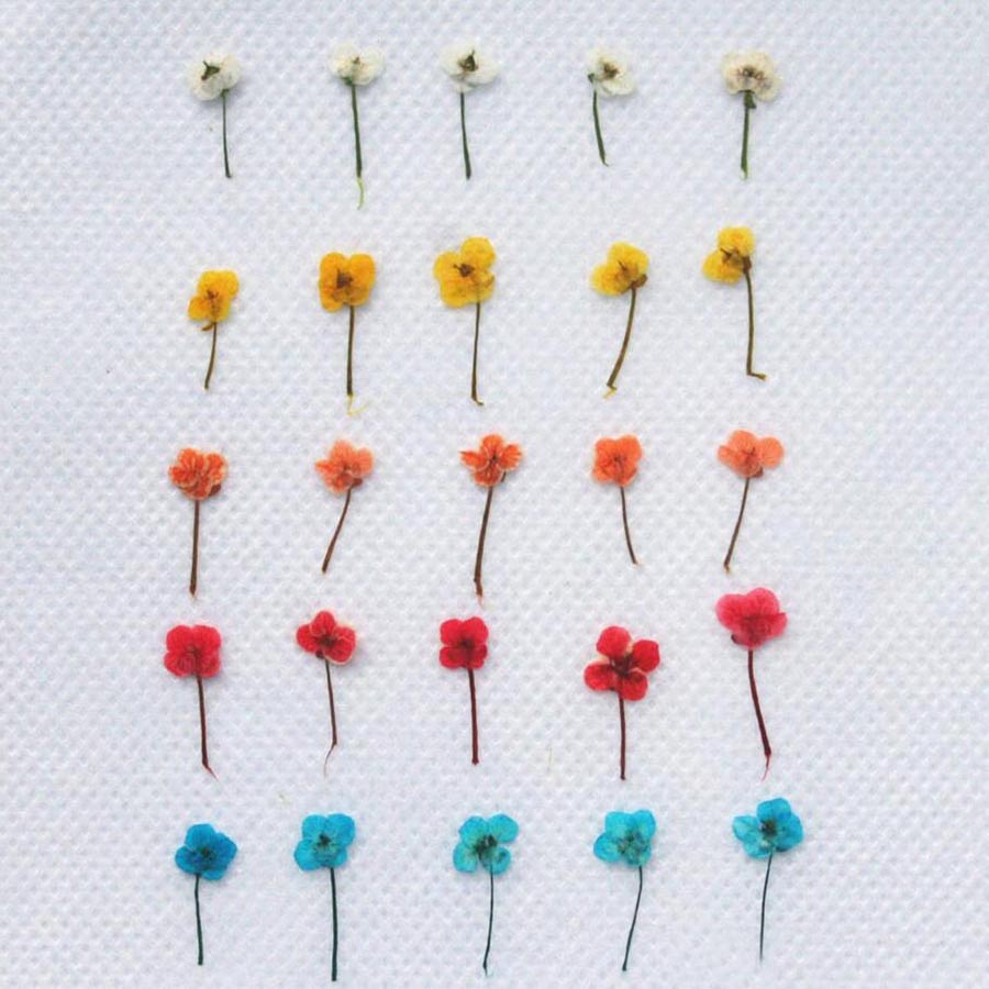 ดอกไม้แห้งขนาดเล็ก 60 ชิ้น – อ - Resin Craft Ideas บทวิจารณ์และราคา