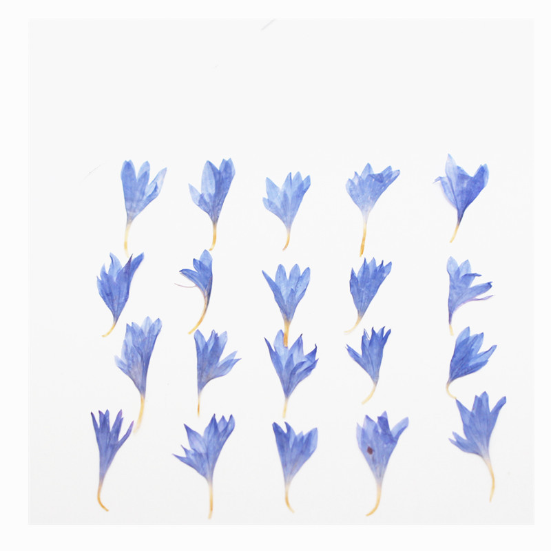 ดอกไม้แห้งขนาดเล็ก 60 ชิ้น – อ - Resin Craft Ideas บทวิจารณ์และราคา